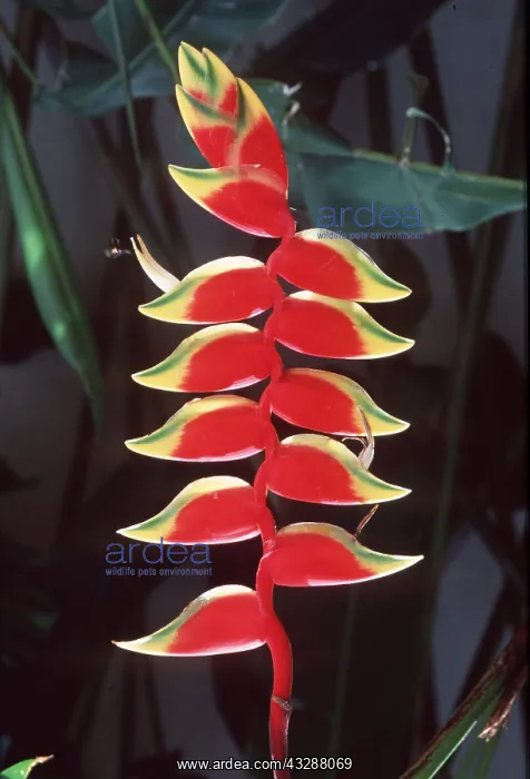  : HELICONIA ROSTRATA