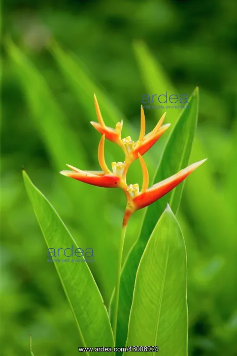  : Heliconia sp