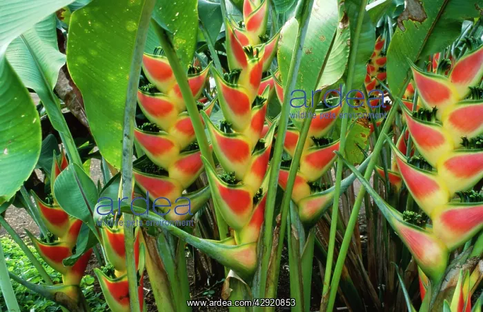  : Heliconia Wagneriana - (Banana family) pollinated