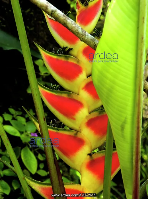  : Heliconia wagneriana - often pollinated by hummingbirds