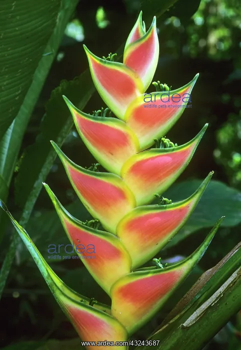  : Heliconias, (Heliconia walkeriana), La Selva