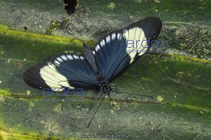  : Heliconius butterfly (Heliconius cydno) Heliconiini