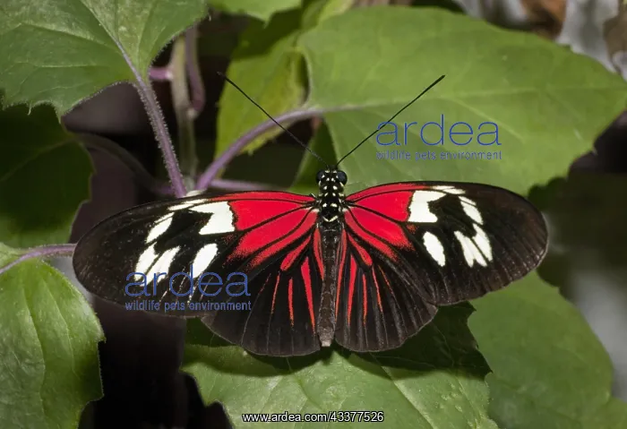  : (Heliconius Melpomene) Madiera