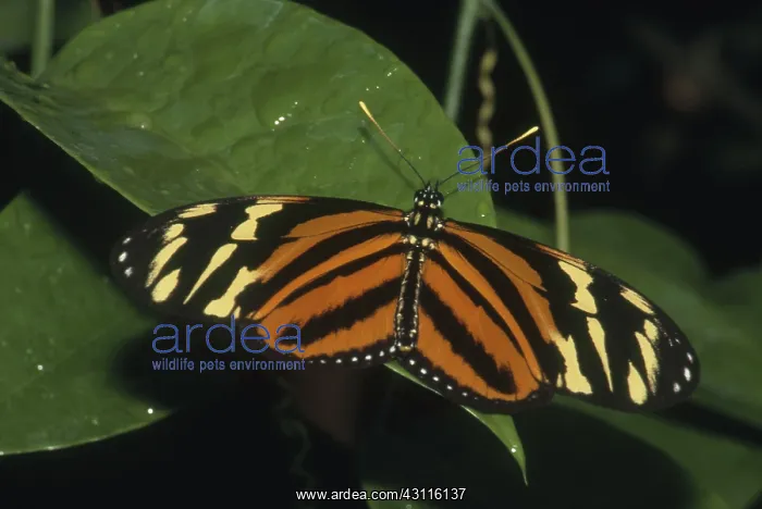  : Heliconius Mimic
