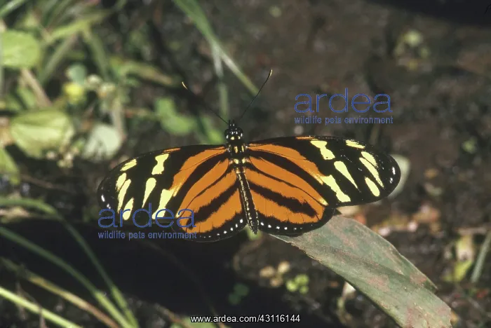  : Heliconius Mimic