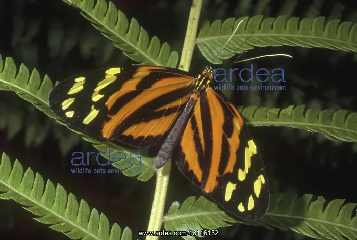  : Heliconius Mimic