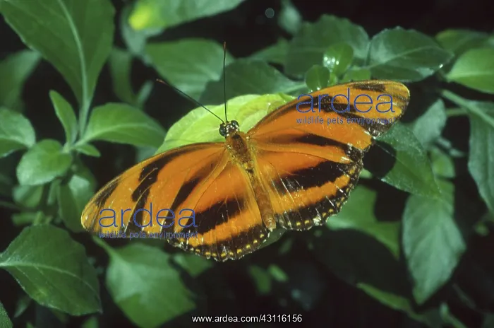  : Heliconius Mimic