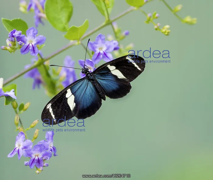  : Heliconius sara butterfly, Panama, February