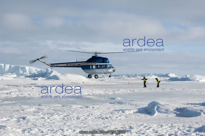 : Helicopter from cruise ship landing on sea ice Weddle sea : Helicopter from cruise ship landing on sea ice Weddle sea