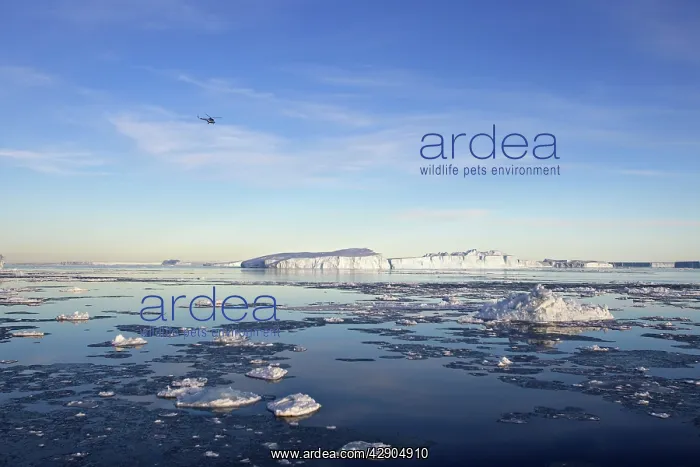 : Helicopter - over icebergs : Helicopter - over icebergs