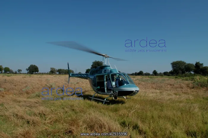 : Helicopter Landing - Okavango Delta Botswana Africa : Helicopter Landing - Okavango Delta Botswana Africa