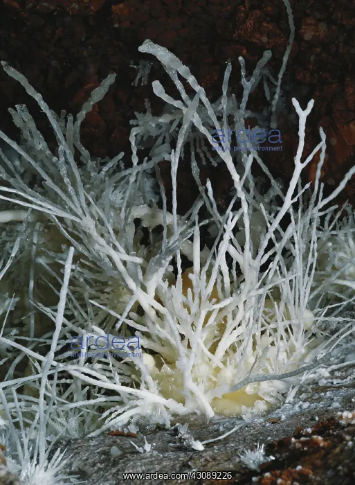 : Helictites : Helictites