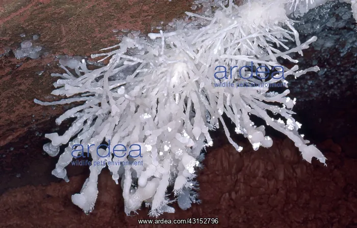 : Helictites : Helictites
