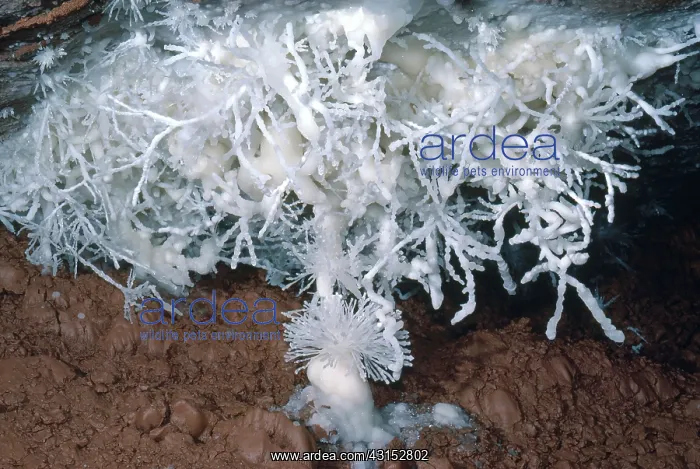 : Helictites : Helictites
