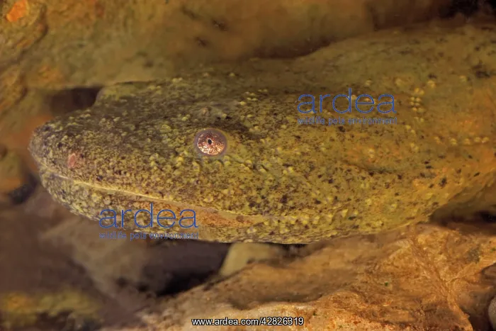 : Hellbender : Hellbender