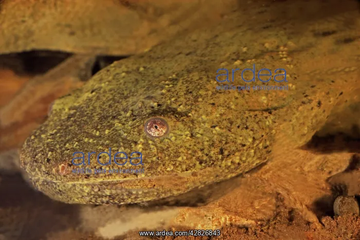 : Hellbender : Hellbender