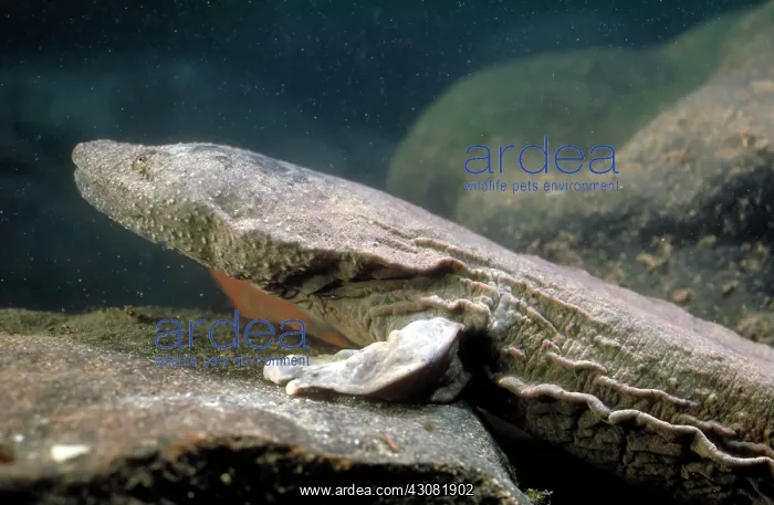 : Hellbender : Hellbender