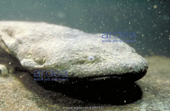 : Hellbender : Hellbender