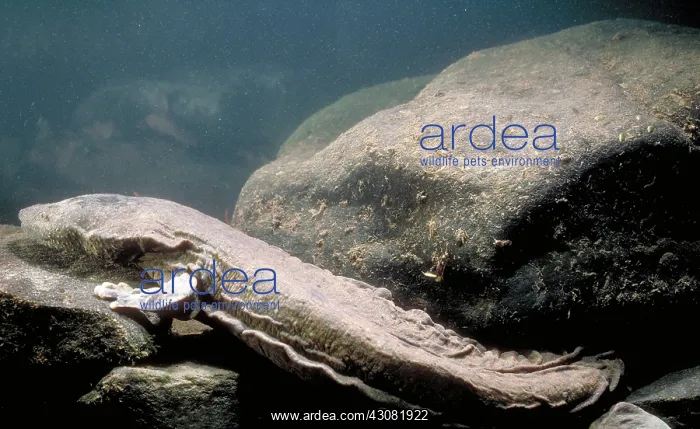 : Hellbender : Hellbender
