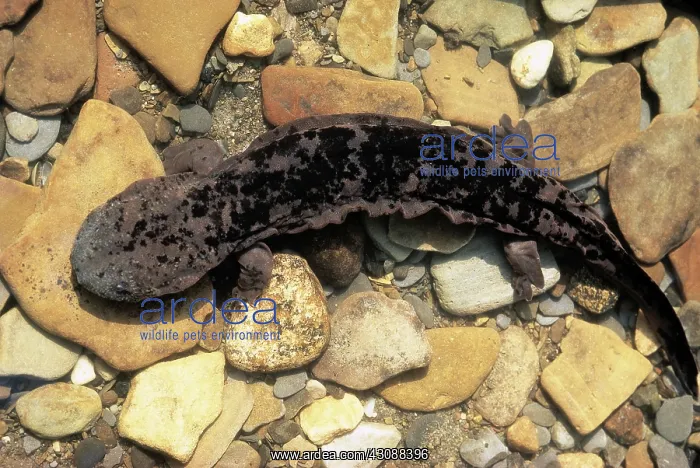 : Hellbender : Hellbender