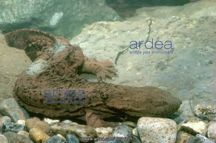 : Hellbender : Hellbender