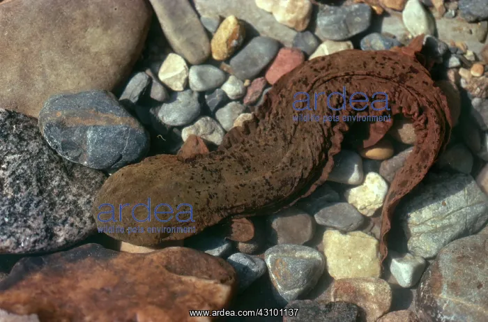 : Hellbender : Hellbender