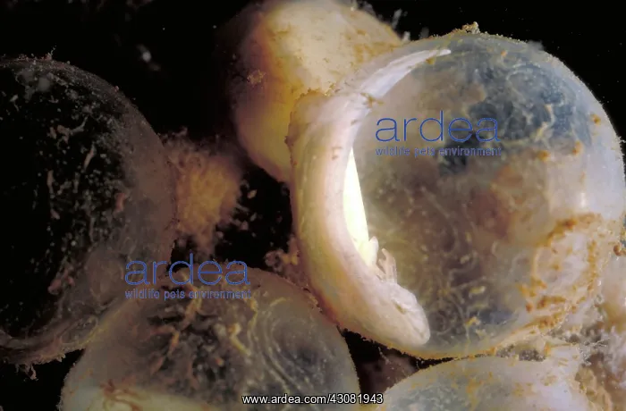 : Hellbender Eggs : Hellbender Eggs