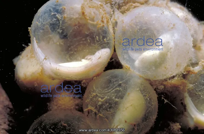 : Hellbender Eggs : Hellbender Eggs