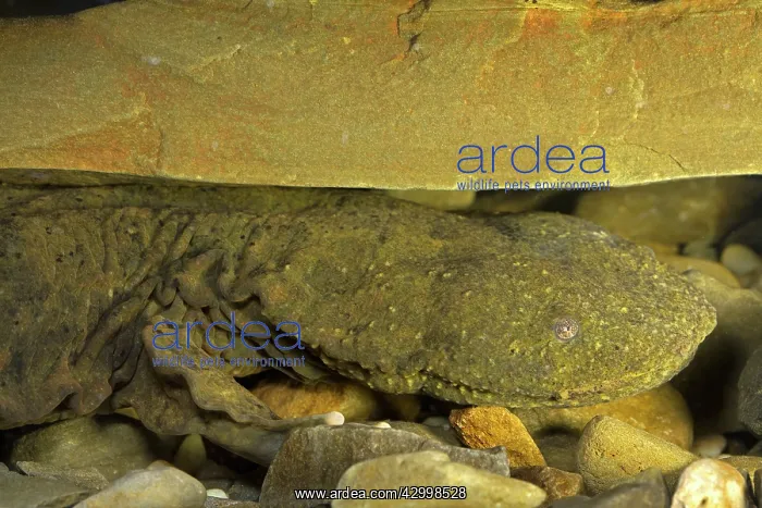 : Hellbender Salamander : Hellbender Salamander