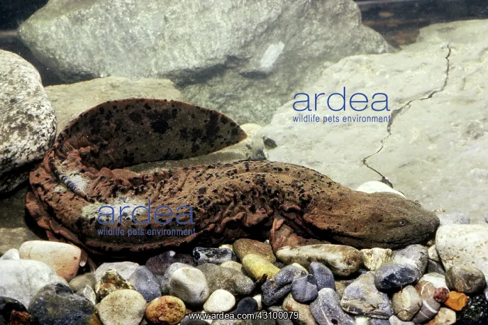 : Hellbender Salamander : Hellbender Salamander