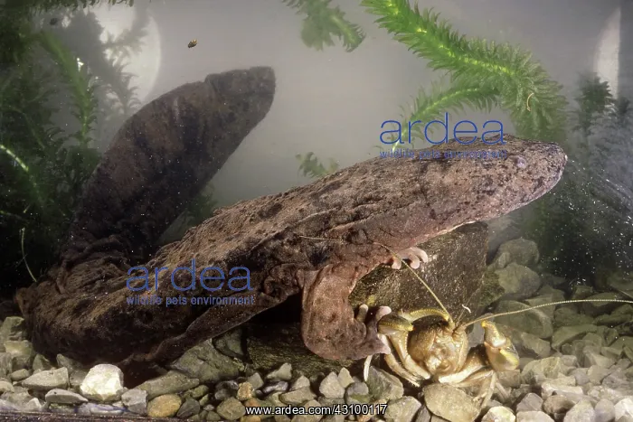 : Hellbender Salamander : Hellbender Salamander