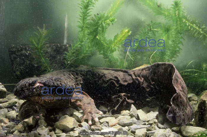 : Hellbender Salamander : Hellbender Salamander