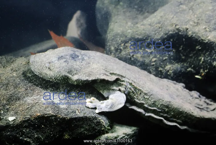 : Hellbender Salamander : Hellbender Salamander
