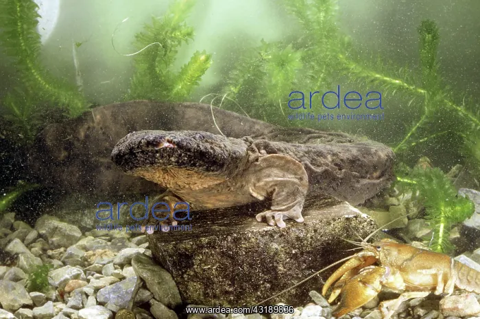 : Hellbender Salamander : Hellbender Salamander