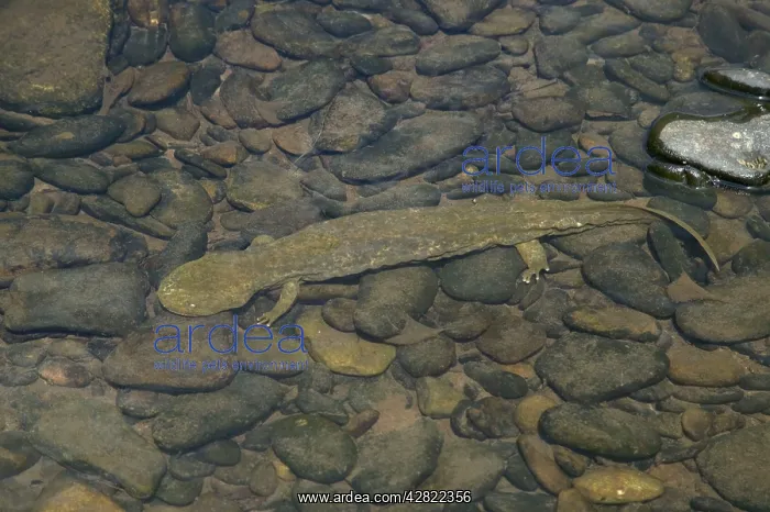 : Hellbender - Underwater : Hellbender - Underwater