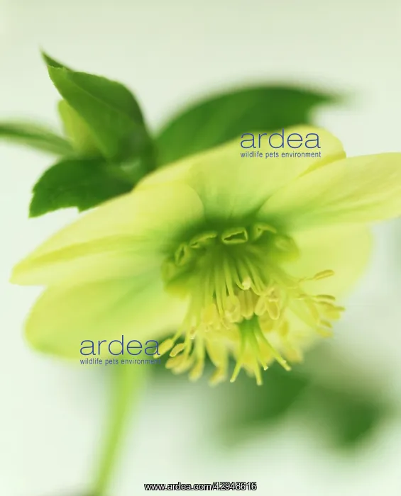 : Hellebore, Helleborus hybridus : Hellebore, Helleborus hybridus