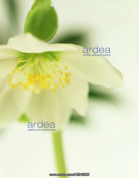 : Hellebore, Helleborus hybridus : Hellebore, Helleborus hybridus