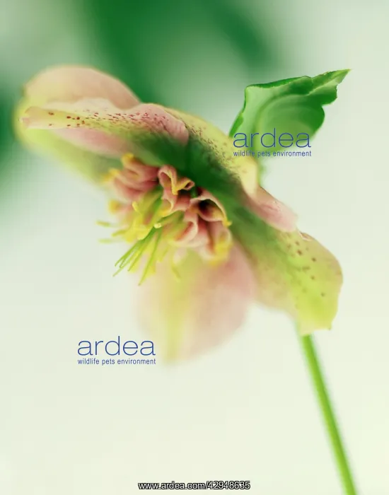 : Hellebore, Helleborus hybridus : Hellebore, Helleborus hybridus