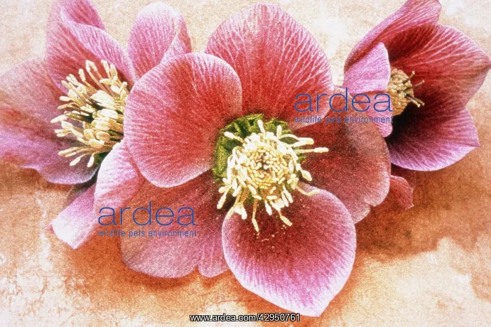 : Hellebore, Helleborus orientalis : Hellebore, Helleborus orientalis