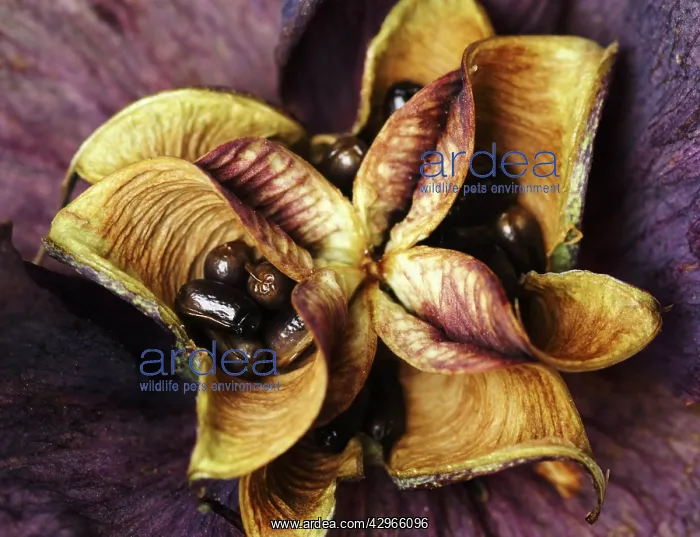 : Hellebore, Helleborus : Hellebore, Helleborus