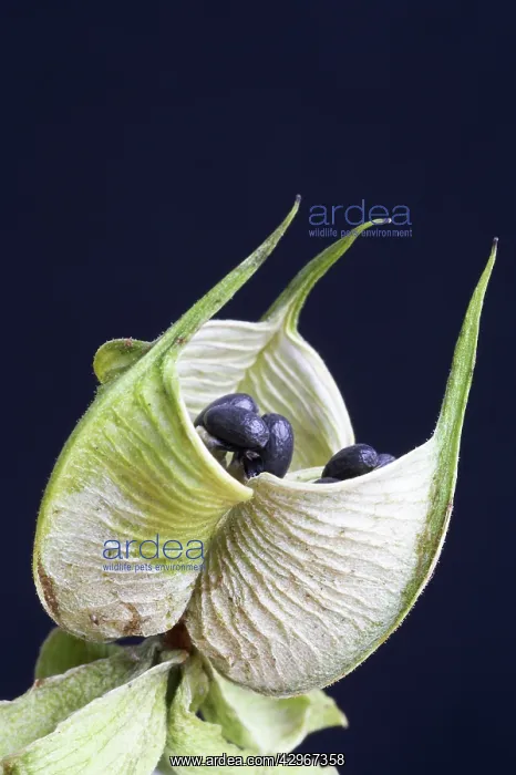 : Hellebore, Stinking Hellebore, Helleborus foetidus : Hellebore, Stinking Hellebore, Helleborus foetidus