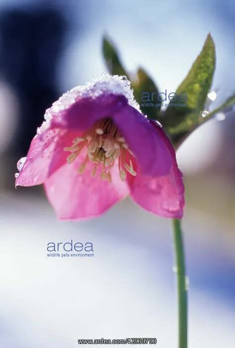 : Hellebore, Helleborus hybridus : Hellebore, Helleborus hybridus