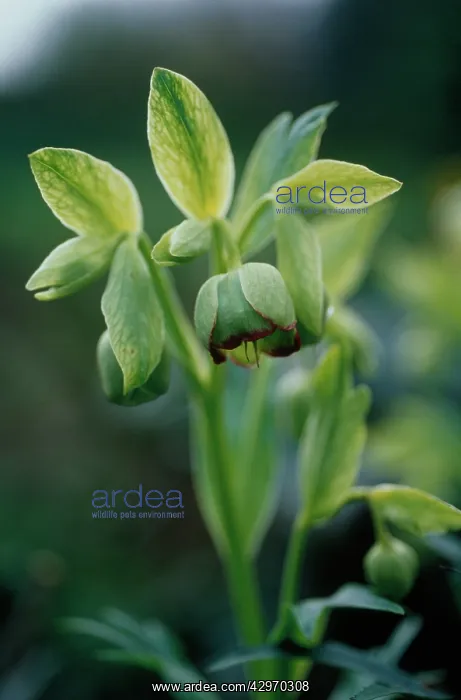 : Hellebore, Stinking Hellebore, Helleborus foetidus : Hellebore, Stinking Hellebore, Helleborus foetidus