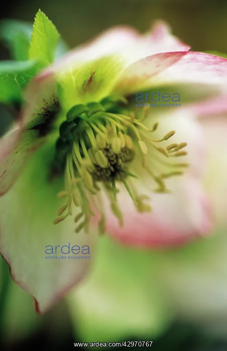 : Hellebore, Helleborus hybridus Bradfield picotee : Hellebore, Helleborus hybridus Bradfield picotee