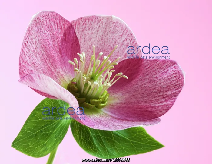 : Hellebore, Helleborus hybridus : Hellebore, Helleborus hybridus