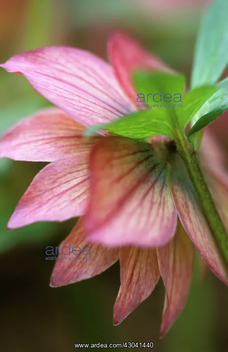 : Hellebore, Helleborus : Hellebore, Helleborus