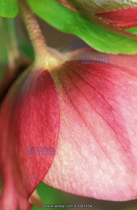 : Hellebore, Helleborus : Hellebore, Helleborus