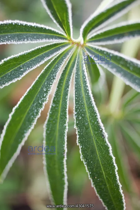 : Hellebore, Stinking Hellebore, Helleborus foetidus : Hellebore, Stinking Hellebore, Helleborus foetidus