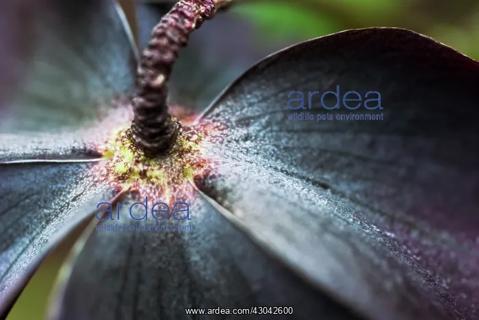 : Hellebore, Helleborus orientalis hybrids : Hellebore, Helleborus orientalis hybrids