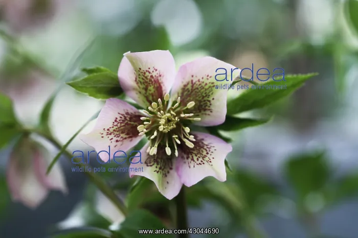 : Hellebore, Helleborus : Hellebore, Helleborus